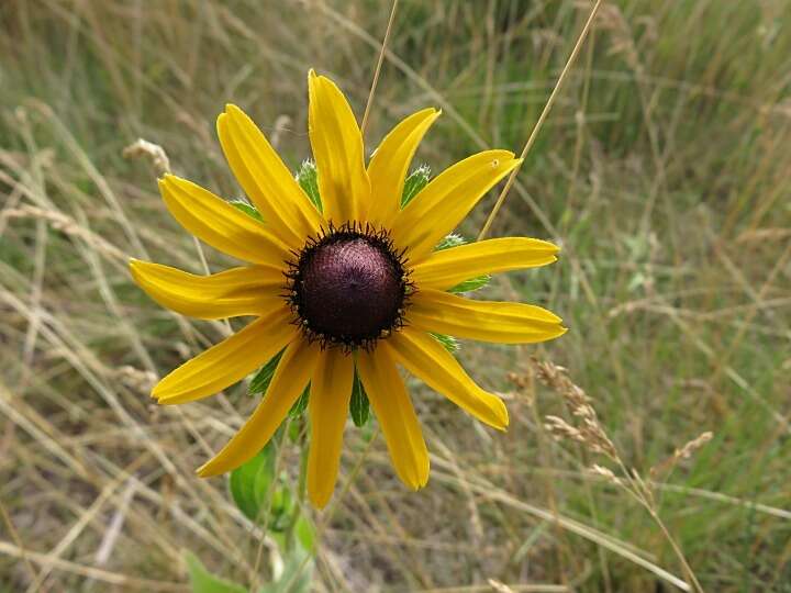 Sivun Rudbeckia hirta var. pulcherrima Farw. kuva