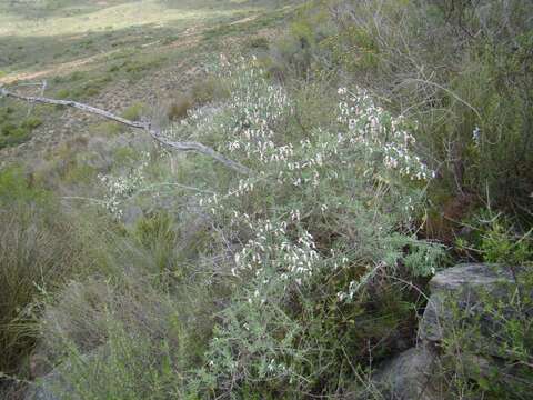 Image of Wiborgia tenuifolia E. Mey.