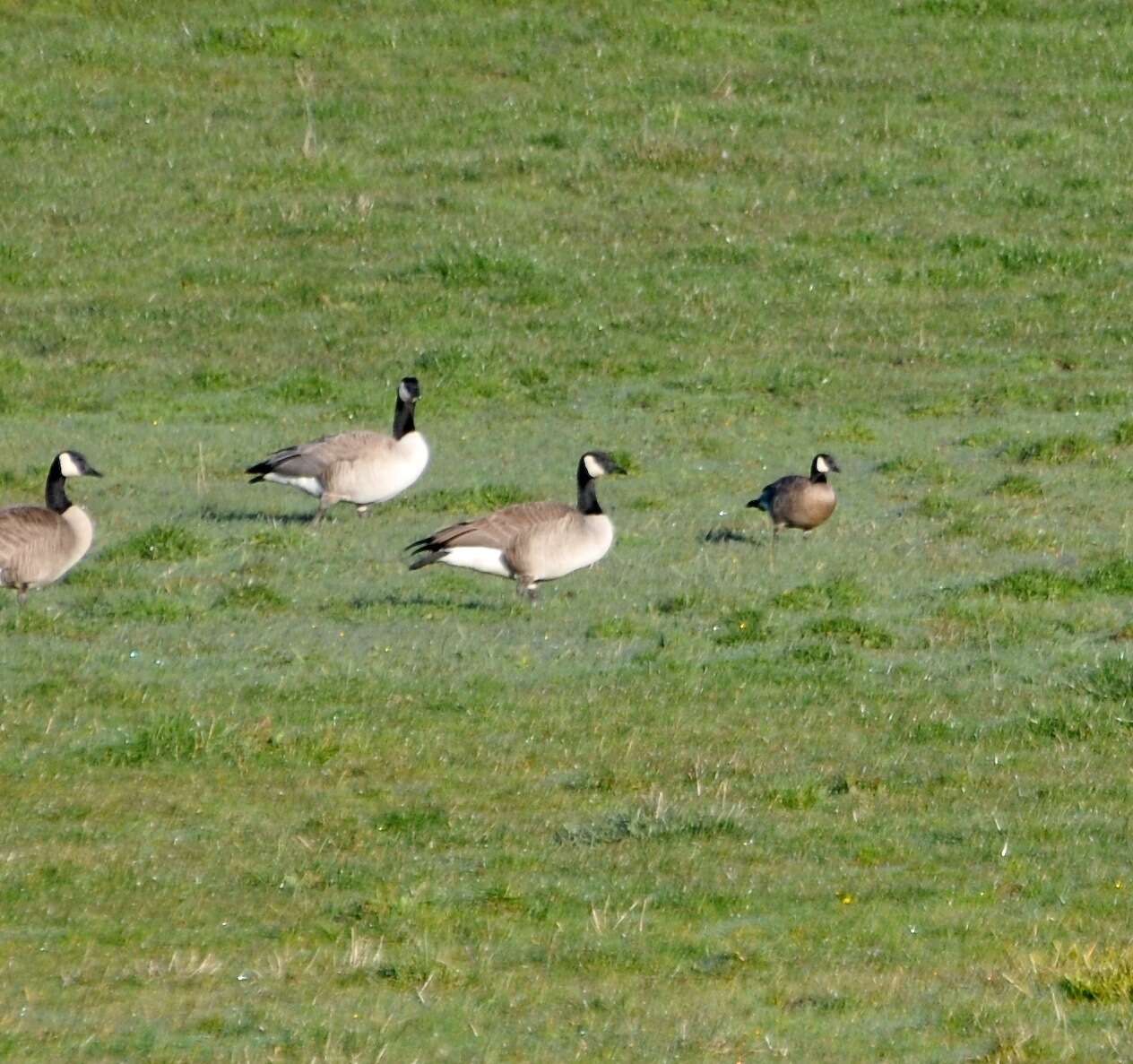 Image of Branta hutchinsii minima Ridgway 1885