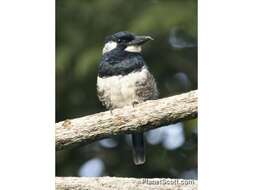 Image of Black-breasted Puffbird