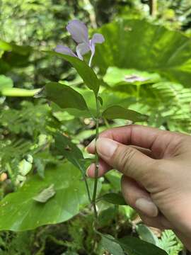 Image of Dicliptera tinctoria