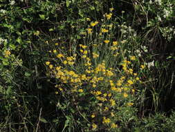 Imagem de Helichrysum italicum subsp. italicum