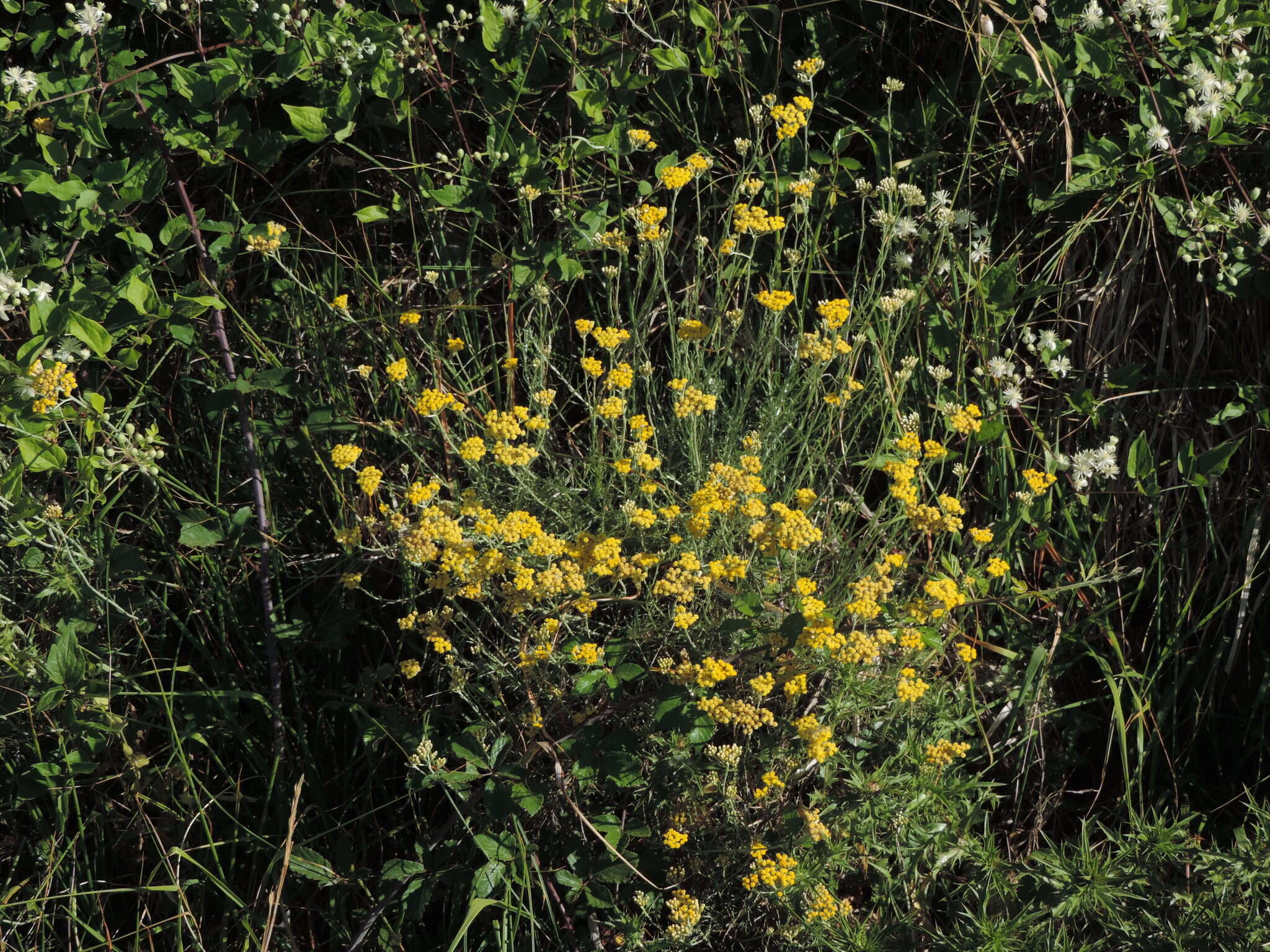 Imagem de Helichrysum italicum subsp. italicum