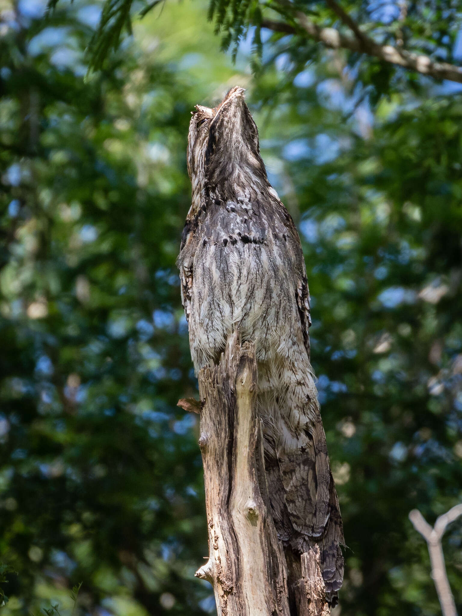 Image of Long-tailed Potoo