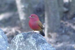 Image of Lagonosticta senegala senegala (Linnaeus 1766)
