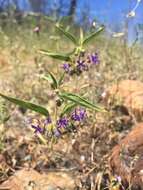 Image de Trichostema laxum A. Gray