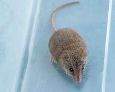 Image of Agile Antechinus