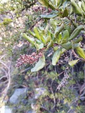 Image of Escallonia illinita Presl