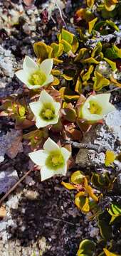 Image of Gentianella filipes (Cheeseman) T. N. Ho & S. W. Liu