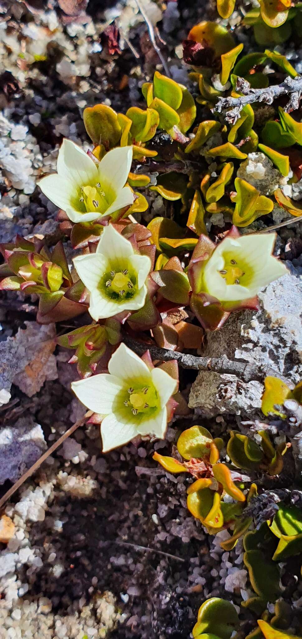 Gentianella filipes (Cheeseman) T. N. Ho & S. W. Liu resmi