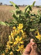 Image of Cassia tomentella (Benth.) Domin