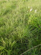 Image of elastic grass