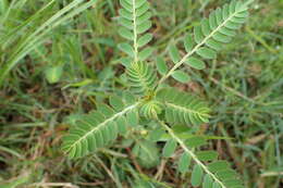 Imagem de Phyllanthus urinaria L.