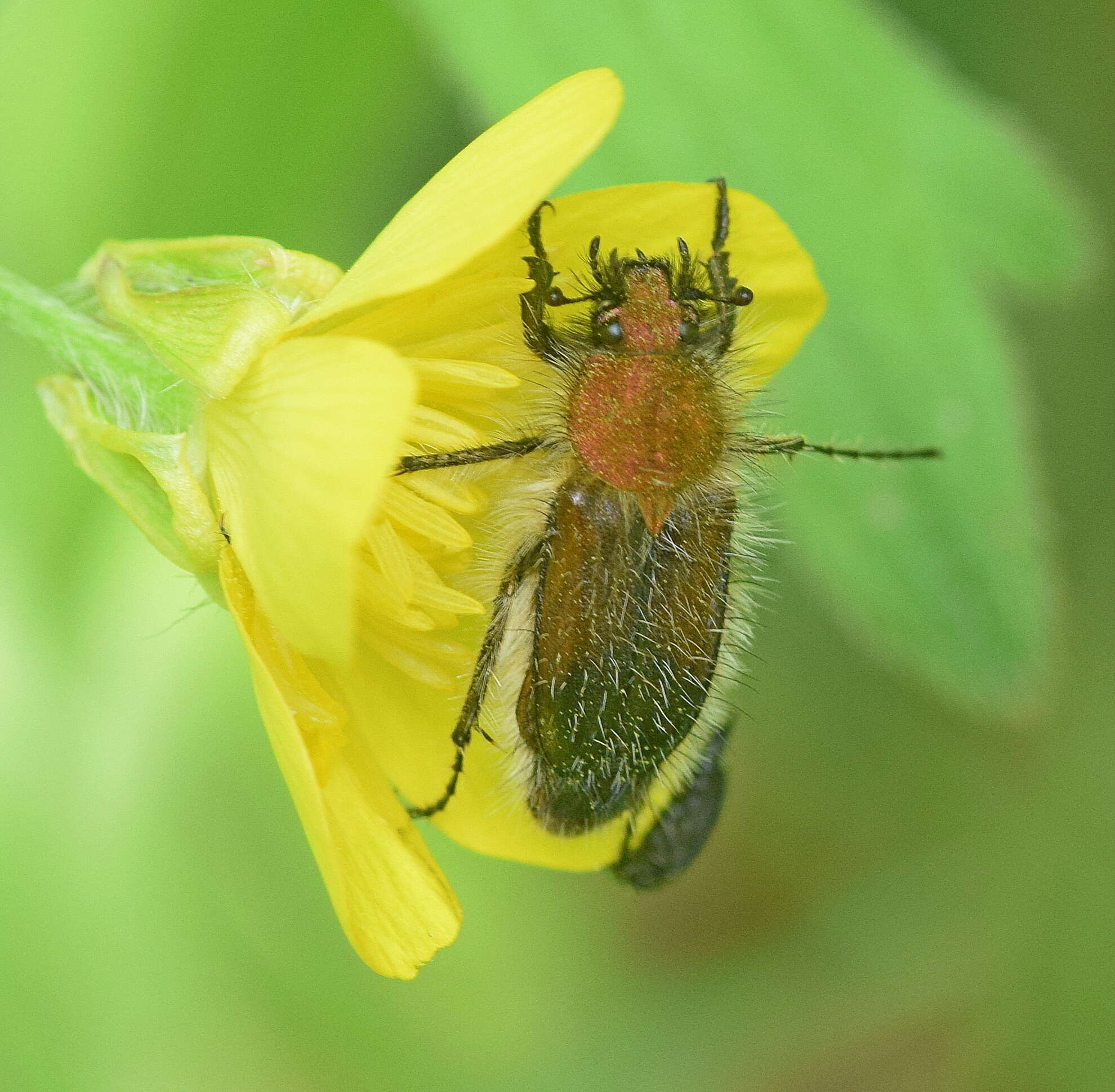 صورة Pygopleurus apicalis (Brullé 1832)