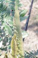 Image of Modjadji Cycad