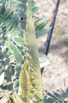 Image of Modjadji Cycad