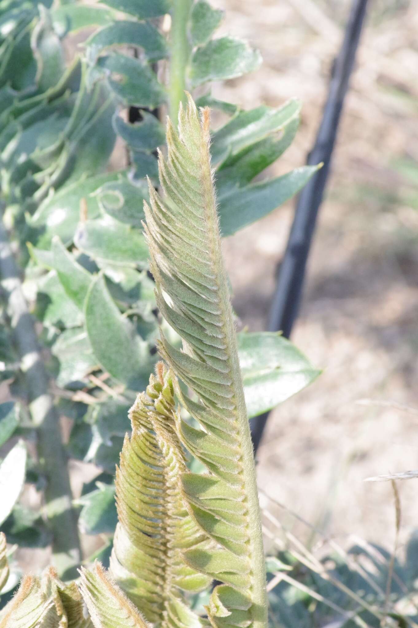 Image of Modjadji Cycad