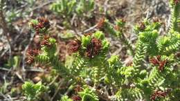 Image of Crassula ericoides subsp. ericoides