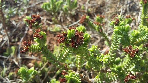 Image of Crassula ericoides Haw.