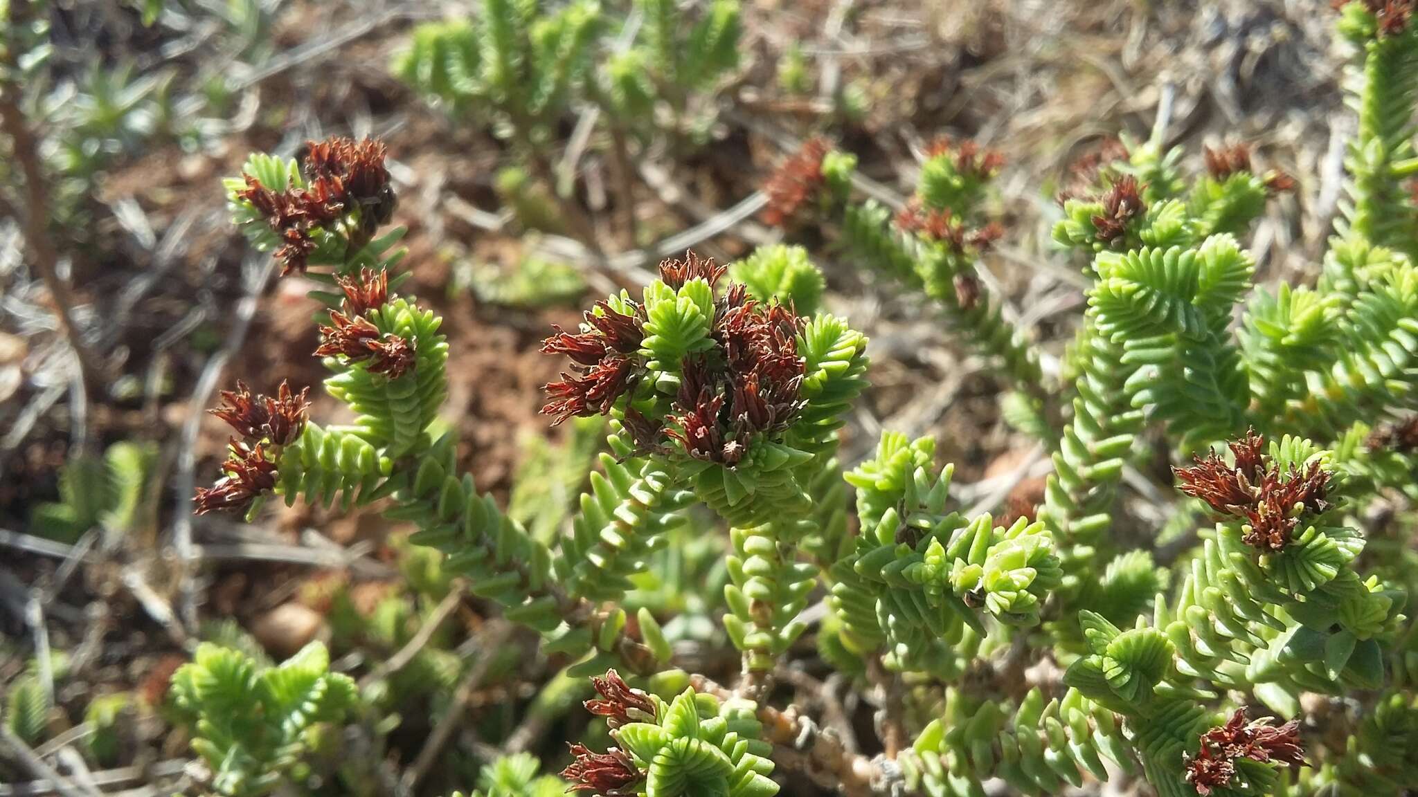 Image of Crassula ericoides subsp. ericoides