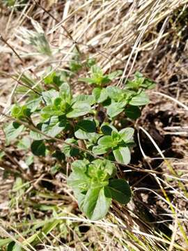 Ziziphora clinopodioides Lam. resmi