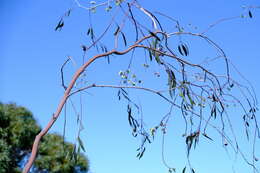 Image of Eucalyptus pendens Brooker