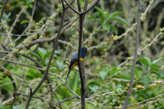 Слика од Trogon violaceus Gmelin & JF 1788