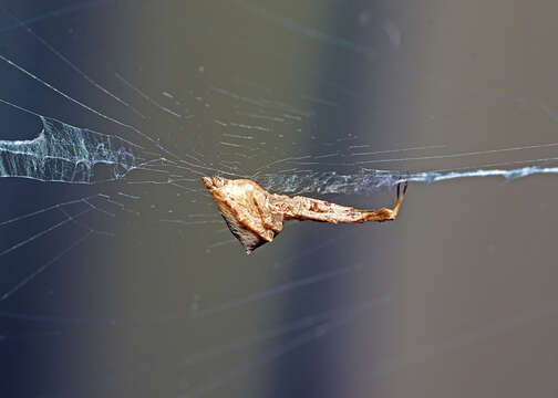 Image of Uloborus barbipes L. Koch 1872