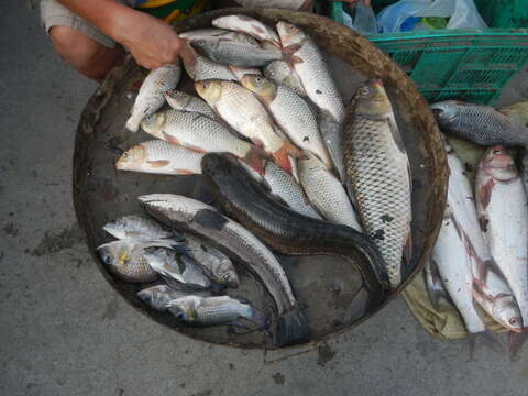 Image of Asian Snakehead