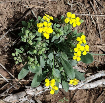 Image of White Mountain bladderpod