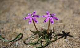 Image of Romulea hantamensis (Diels) Goldblatt