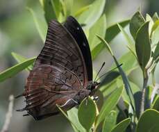 Charaxes ethalion Boisduval 1847的圖片