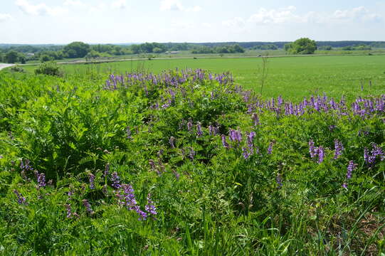 Imagem de Vicia tenuifolia Roth