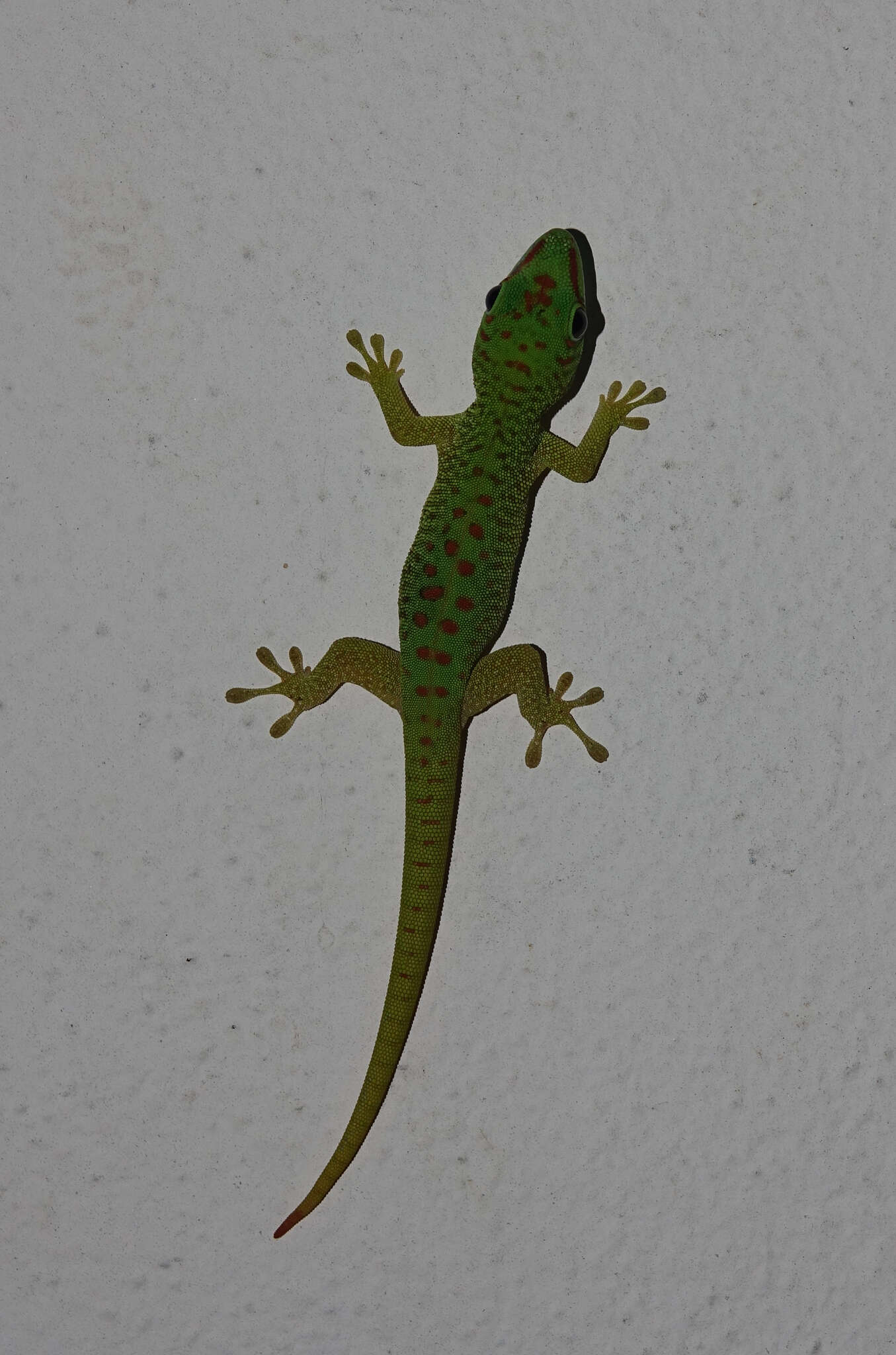 Plancia ëd Phelsuma grandis Gray 1870