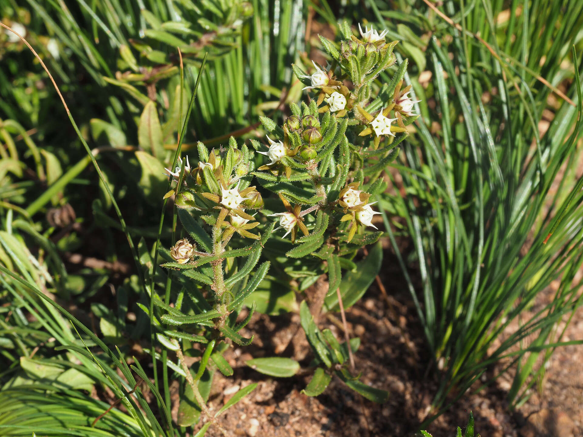 Image of Aspidoglossum heterophyllum E. Mey.