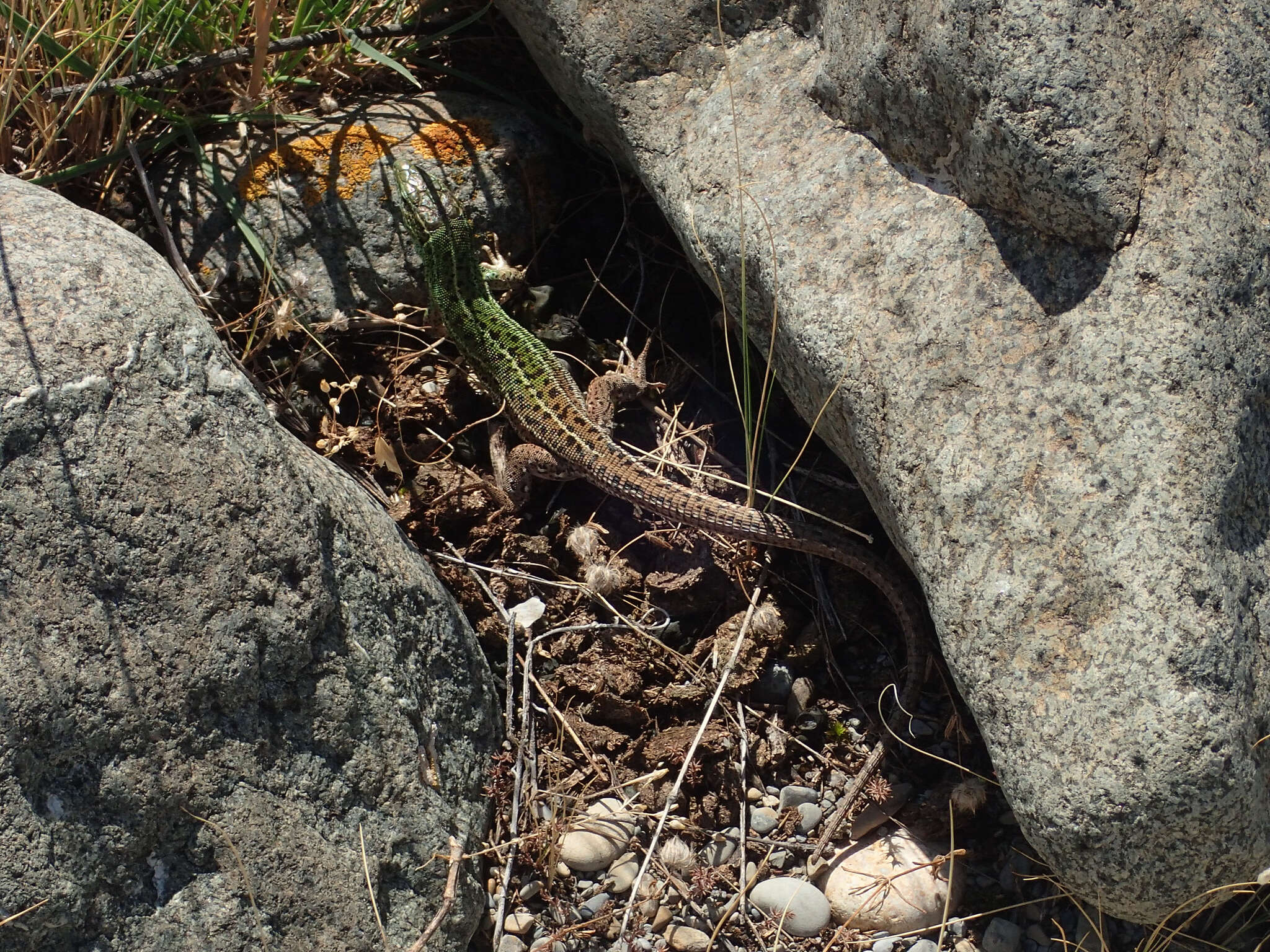 Image of Caucusus Emerald Lizard