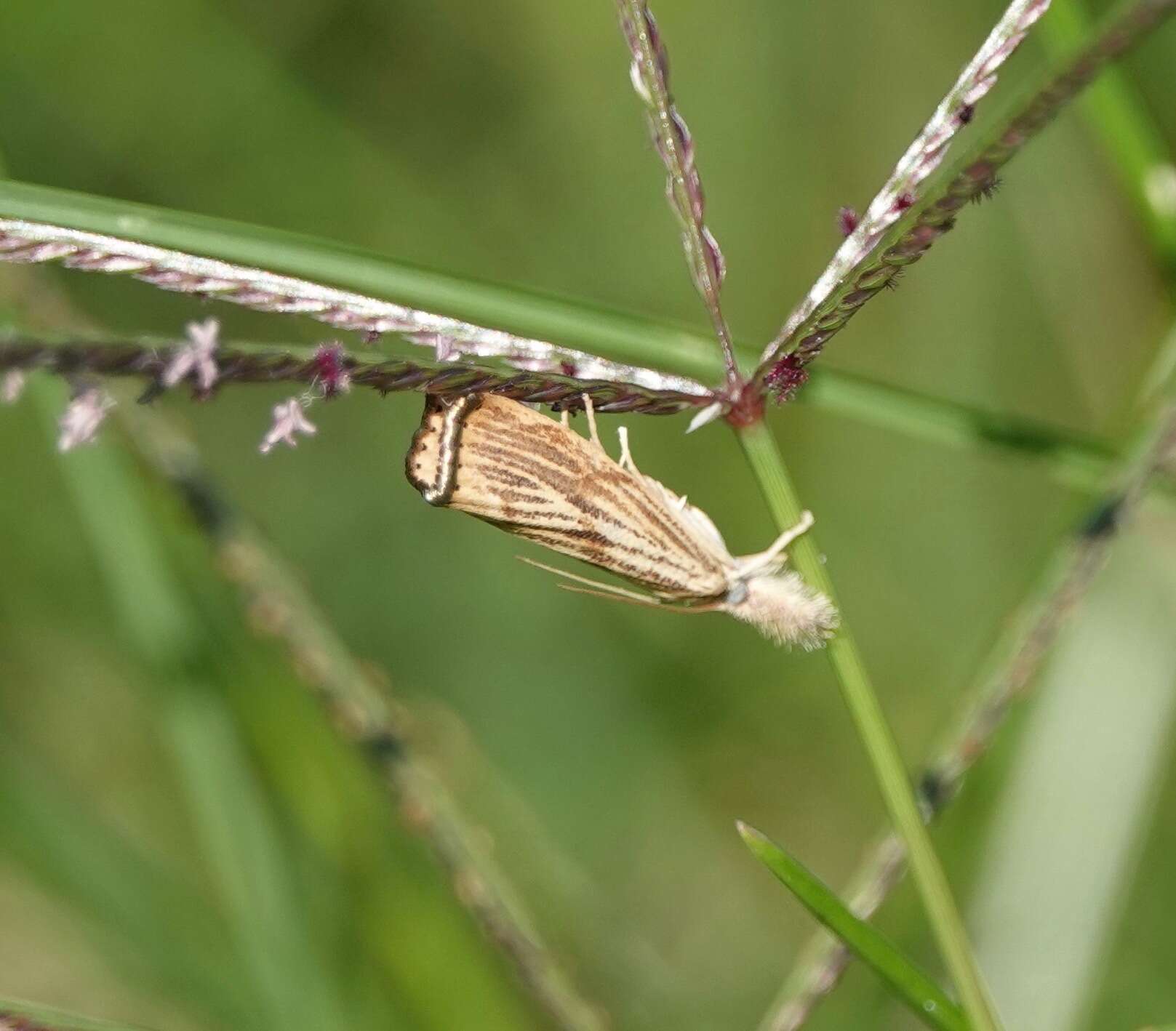 صورة Agriphila ruricolellus Zeller 1863