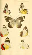 Image of Delias singhapura Wallace 1867