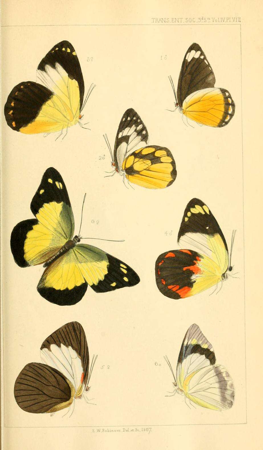 Image of Cepora abnormis (Wallace 1867)
