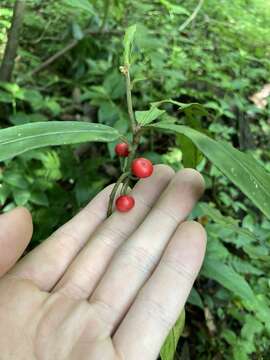 صورة Ardisia crispa (Thunb.) A. DC.