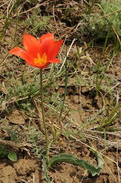 Image of Tulipa ostrowskiana Regel