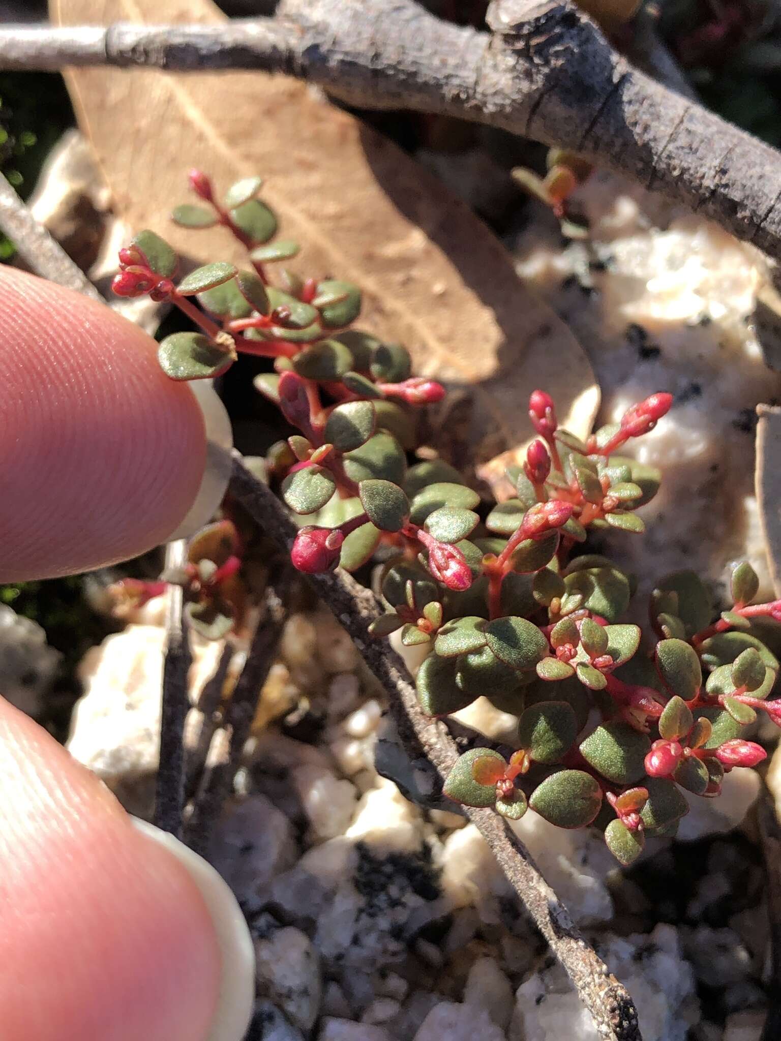 Image of Portulaca bicolor F. Müll.