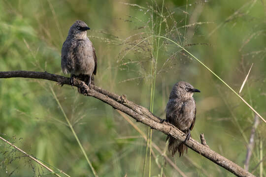 Image of Black-lored Babbler