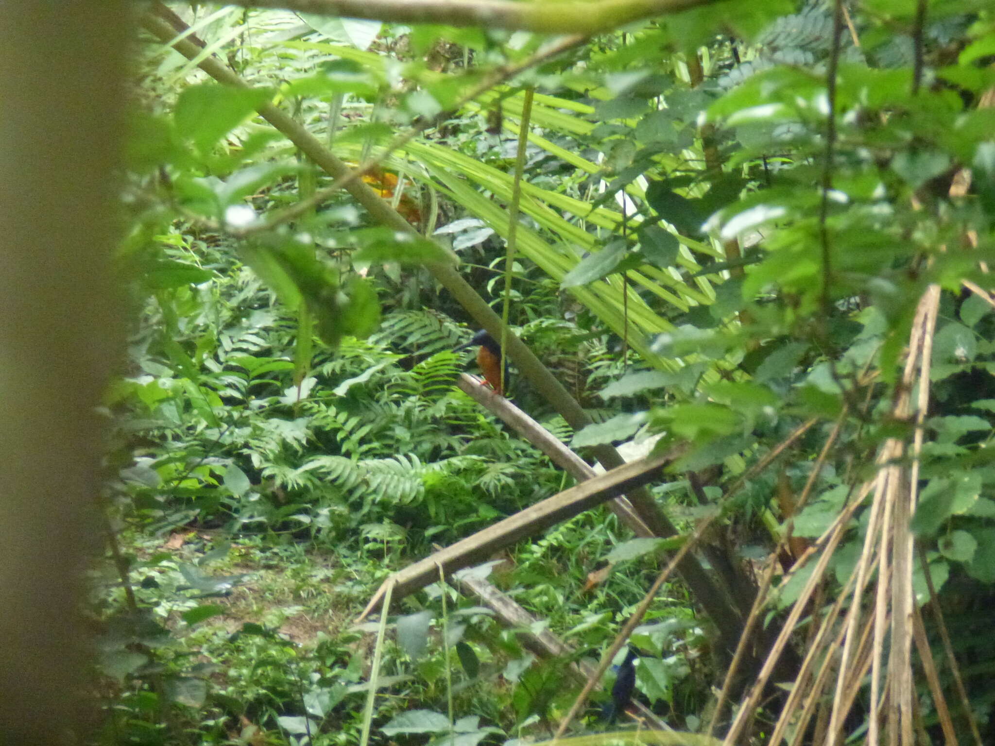 Image of Shining-blue Kingfisher