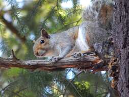 Image of Sciurus subgen. Sciurus Linnaeus 1758