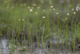 Eriophorum gracile W. D. J. Koch resmi