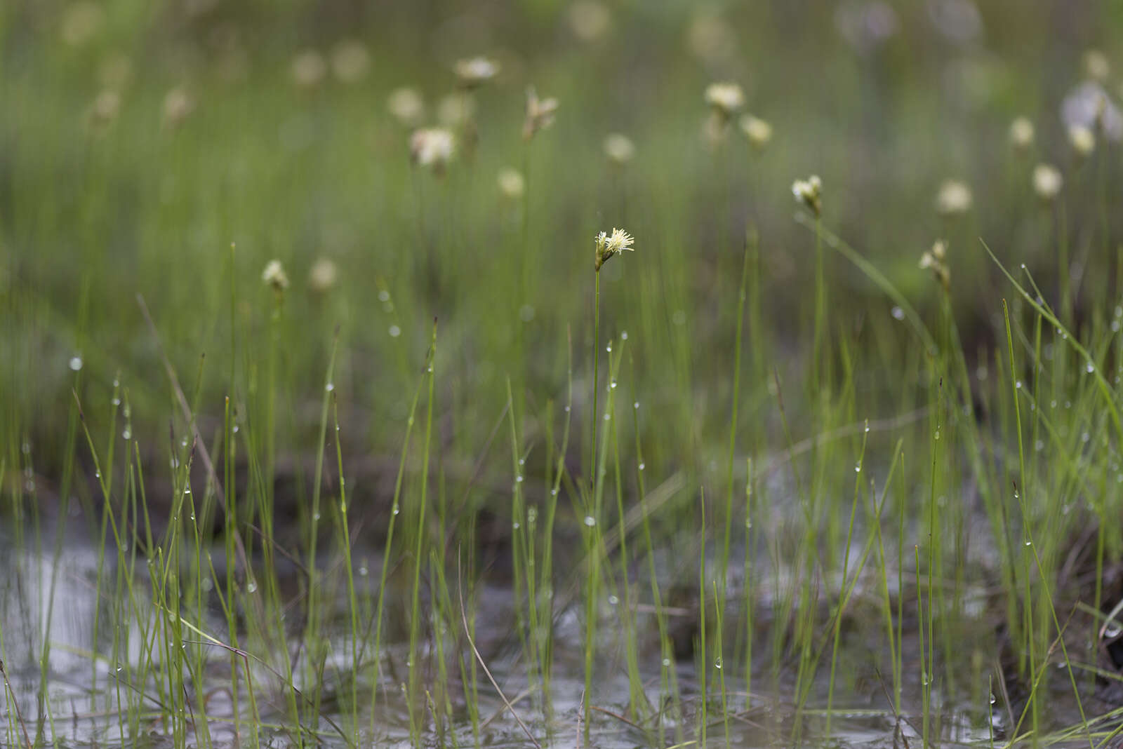 Eriophorum gracile W. D. J. Koch resmi