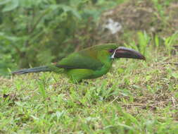 Image of Crimson-rumped Toucanet