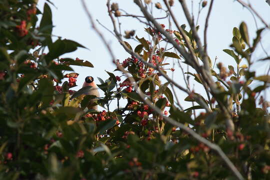 Plancia ëd Euonymus japonicus Thunb.