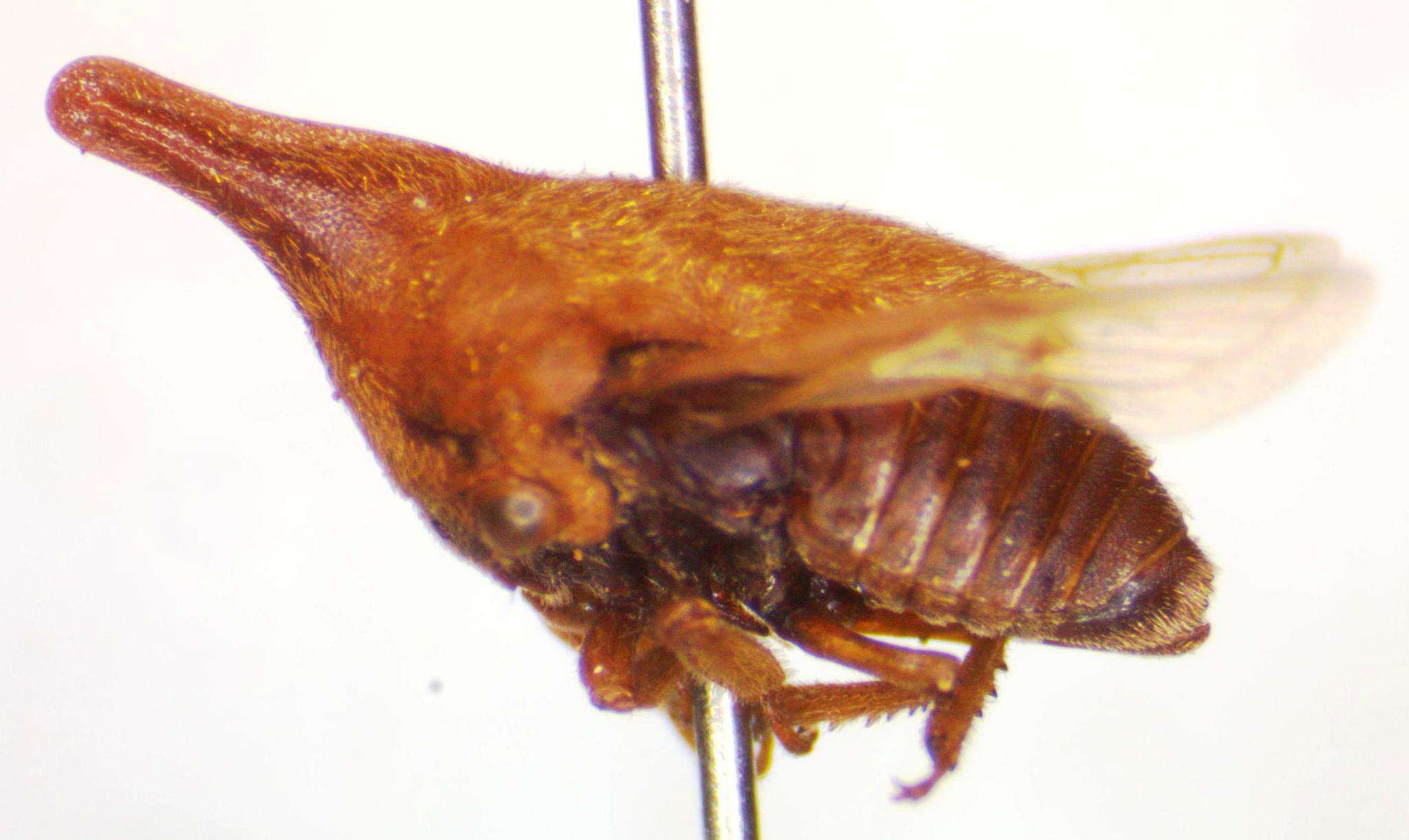 Image of Guayaquila emarginata Dietrich